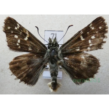 Pyrgus alveus Hübner, 1803 Powszelatek alweus Czech7l